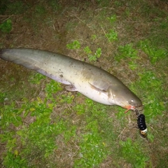 マナマズの釣果