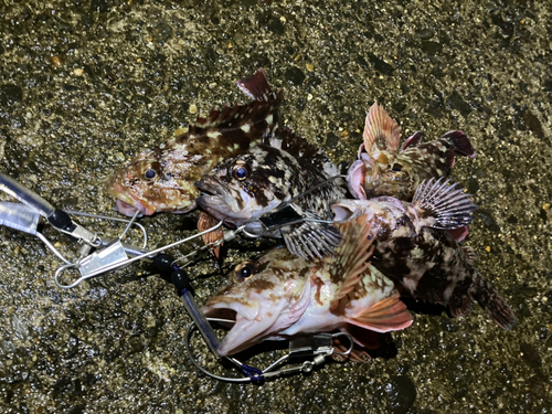 カサゴの釣果