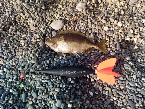 アイゴの釣果