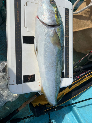 ハマチの釣果