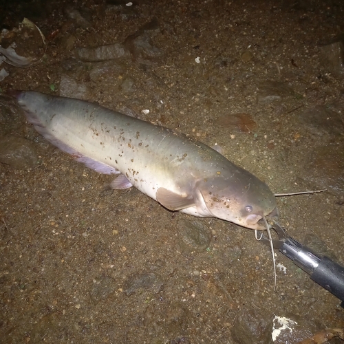 マナマズの釣果