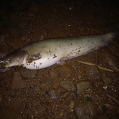 マナマズの釣果