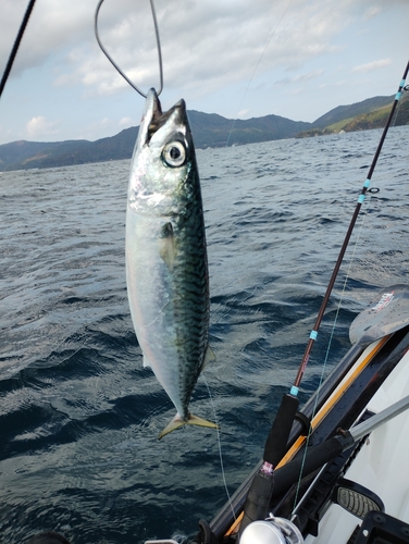 サバの釣果