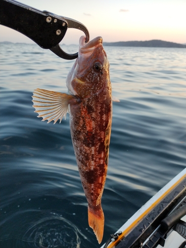 アイナメの釣果