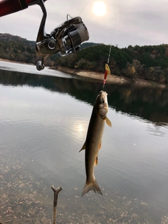 ウグイの釣果