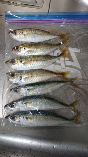 アジの釣果