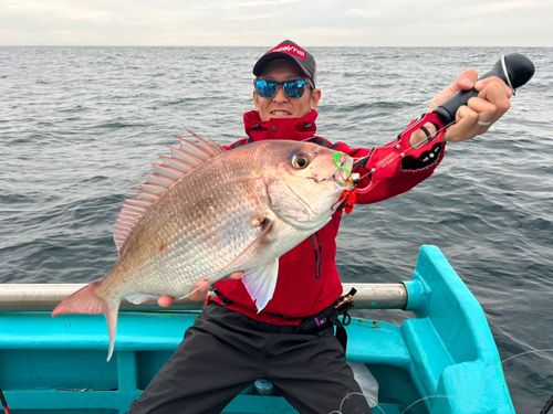 マダイの釣果