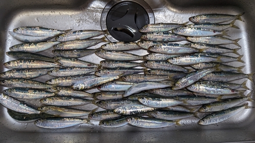 マイワシの釣果