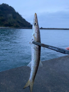 アカカマスの釣果