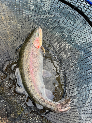 ニジマスの釣果