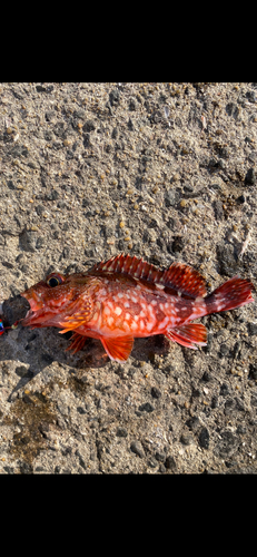 カサゴの釣果