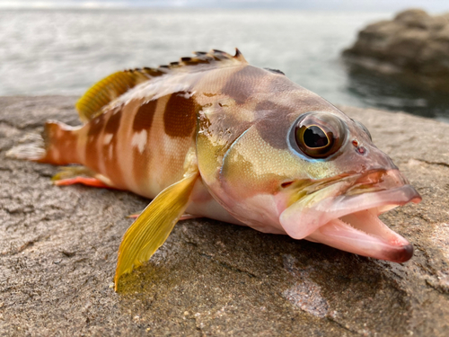 アカハタの釣果