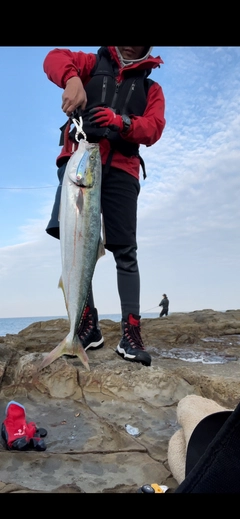 ブリの釣果
