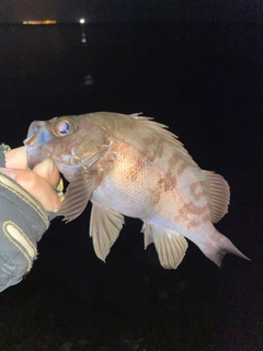 シロメバルの釣果