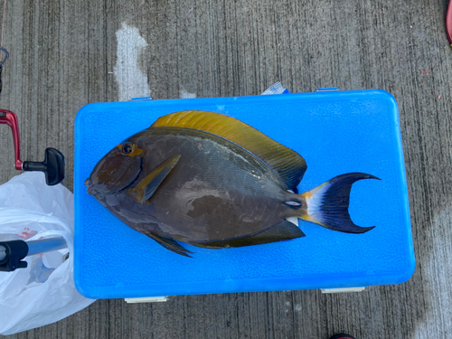 ニセカンランハギの釣果