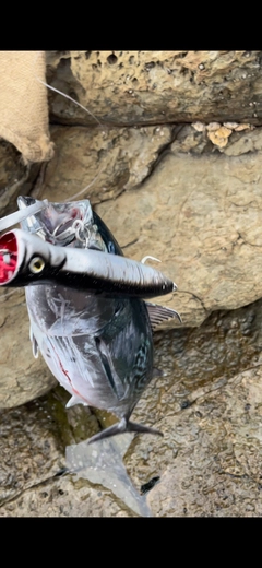 スマカツオの釣果