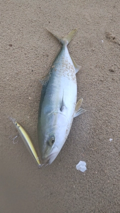 ヤズの釣果