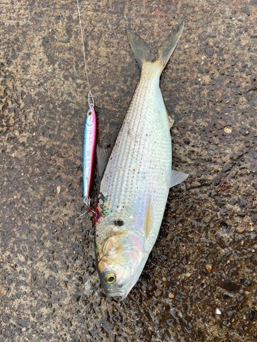 コノシロの釣果