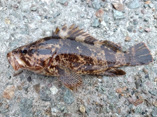 タケノコメバルの釣果