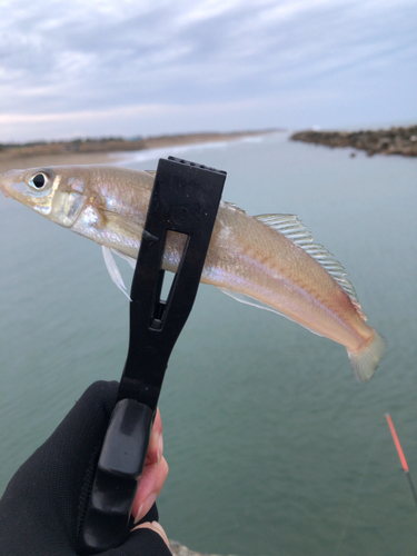 キスの釣果