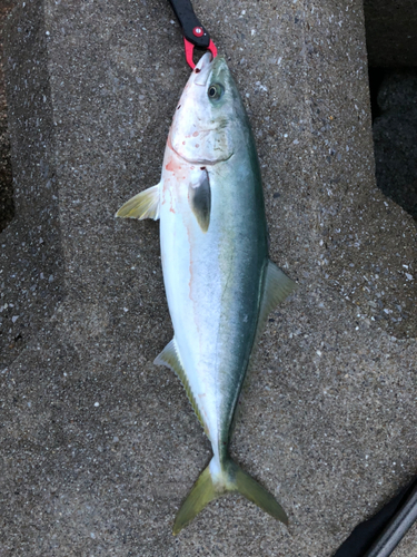 ハマチの釣果