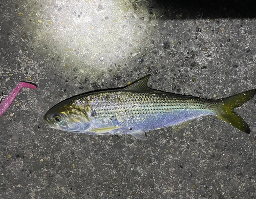 サッパの釣果