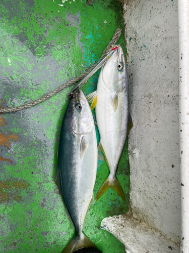 イナダの釣果