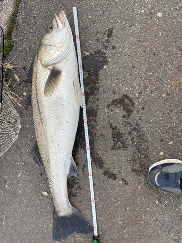 スズキの釣果