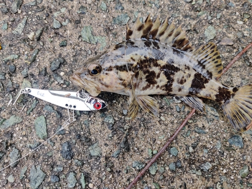 タケノコメバルの釣果