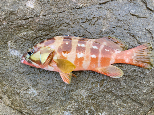 アカハタの釣果