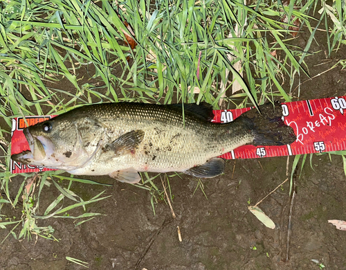 ラージマウスバスの釣果