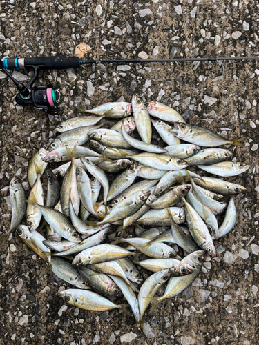 アジの釣果