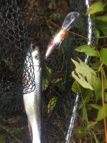 ハスの釣果