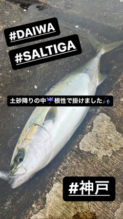 ヤズの釣果