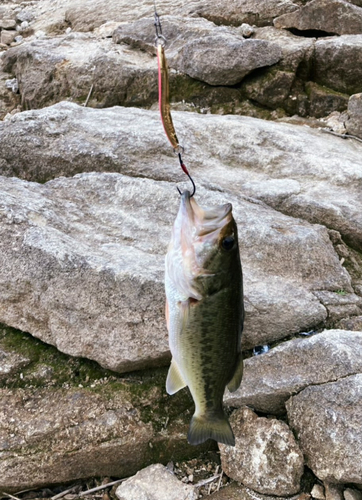 ブラックバスの釣果