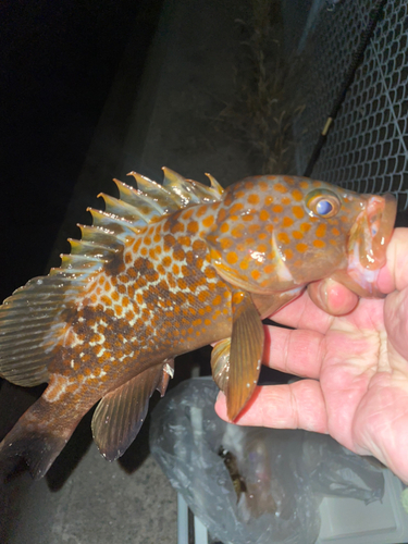 アコウの釣果