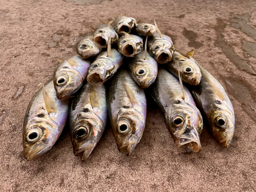 アジの釣果