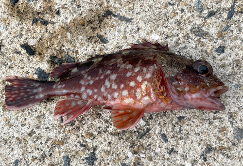 カサゴの釣果