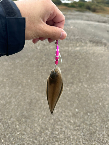 シタビラメの釣果