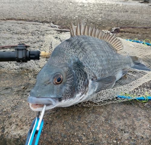 チヌの釣果