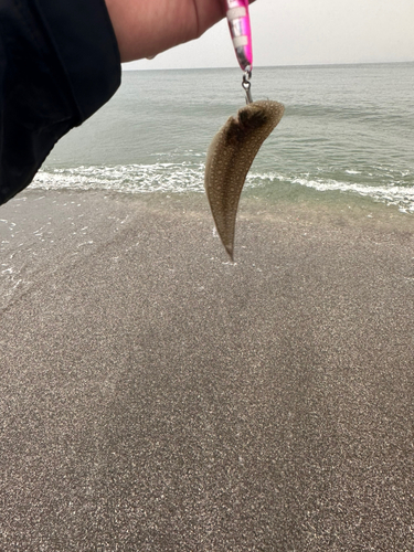 シタビラメの釣果