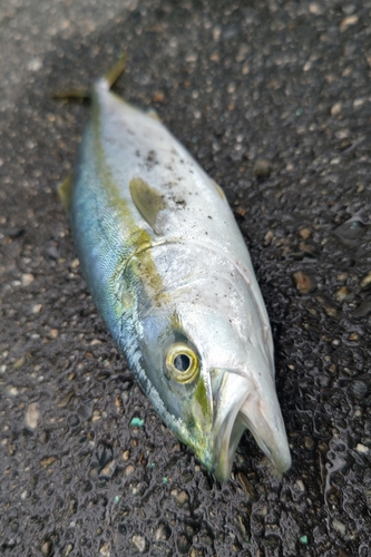 イナダの釣果