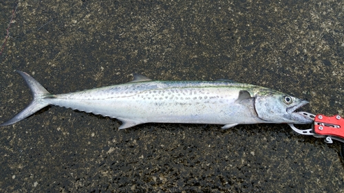 サゴシの釣果