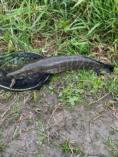 ライギョの釣果