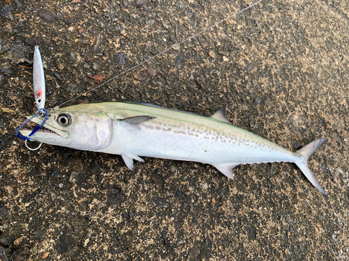 サゴシの釣果