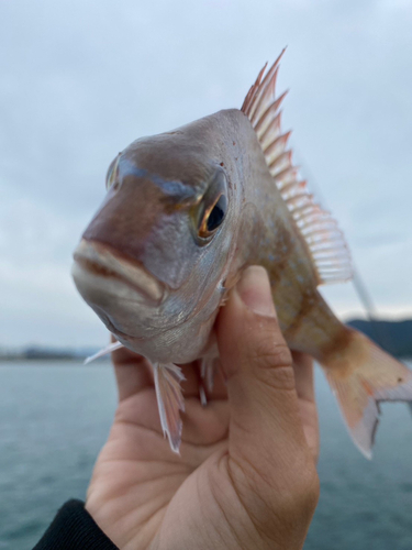 チャリコの釣果