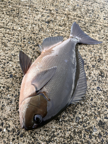 オナガグレの釣果