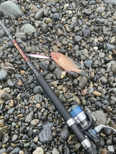 オオモンハタの釣果