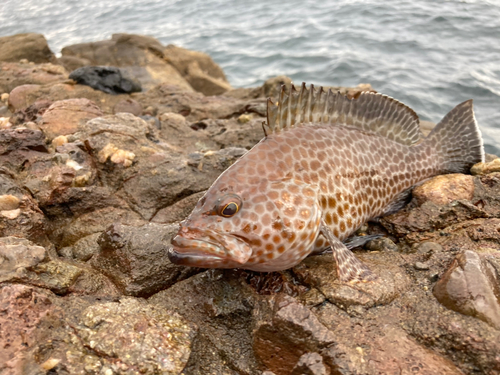 オオモンハタの釣果