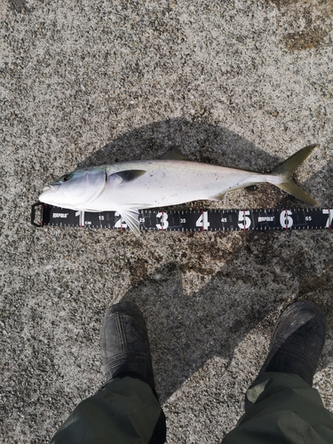 メジロの釣果